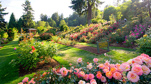 portland_rose_garden.jpg