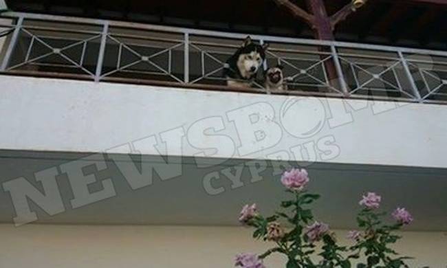 Στο έλεος του Θεού δύο σκυλιά στη Λάρνακα- Ο ιδιοκτήτης μετακόμισε και τα κλείδωσε στη βεράντα (pic)