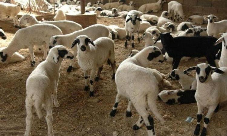 ΤΕΡΣΕΦΑΝΟΥ: Αγνοούνται αρνιά και ερίφια από δύο φάρμες