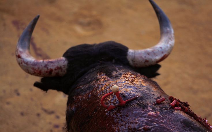 bull.jpg