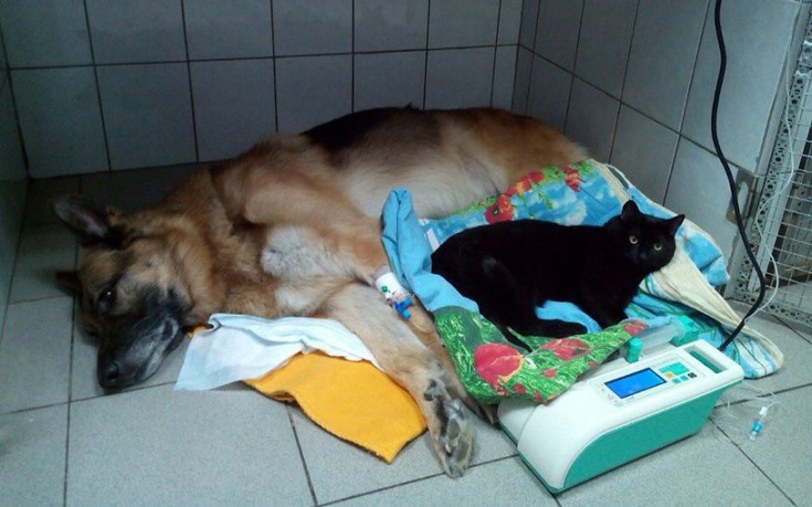gatos2.jpg