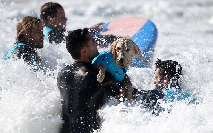 surfdogs13.jpg