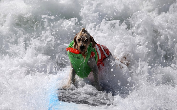 surfdogs3