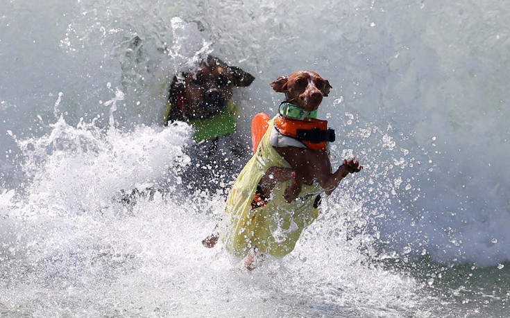 surfdogs7