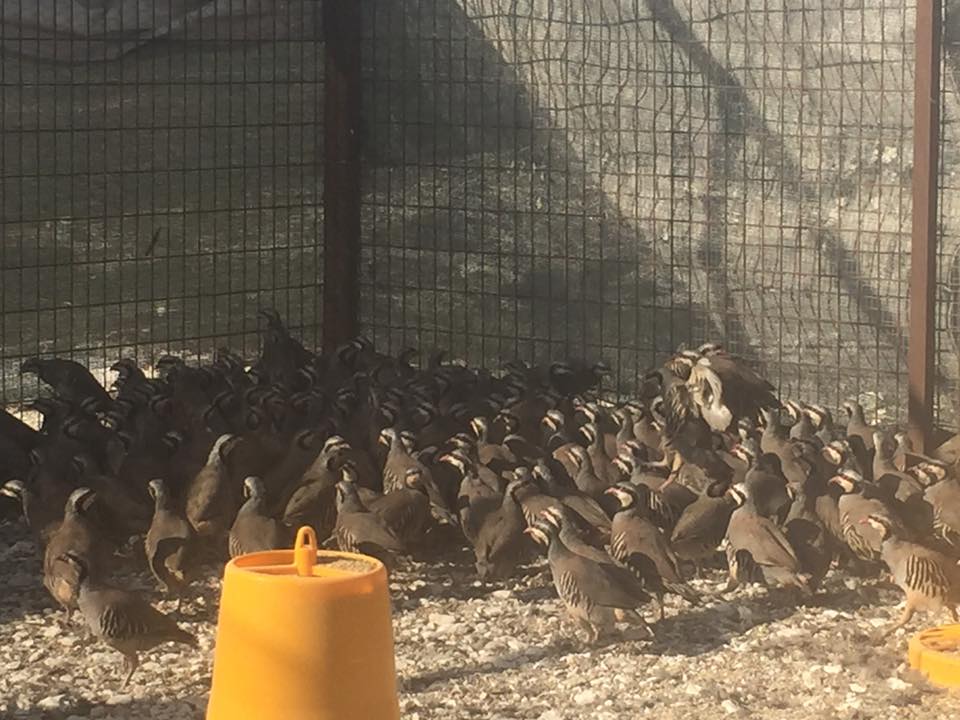 Απελευθέρωση περδικιών στην Κλαυδιά (pics-video)