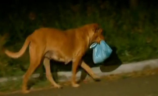 Αρχικά νόμιζε ότι ο σκύλος της κουβαλούσε μια σακούλα με σκουπίδια. Όταν είδε το περιεχόμενό της, λύγισε… (pics)