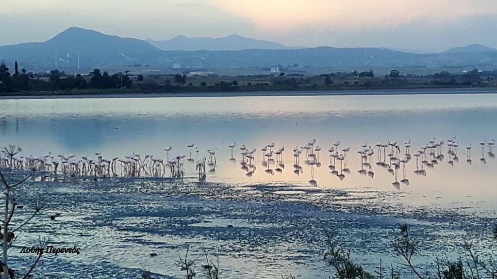 Η πρωϊνή ενημέρωση της ημέρας από την Σκαλιώτισσα!