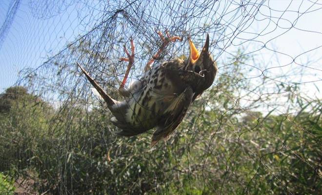Πιάστηκε αυτός στα “δίχτυα” της Υπηρεσίας Θήρας για… τσίχλες!