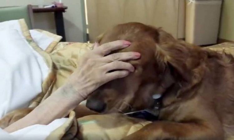 Συγκινητικό: Σκύλος αποχαιρετάει την ετοιμοθάνατη αφεντικίνα του (video)