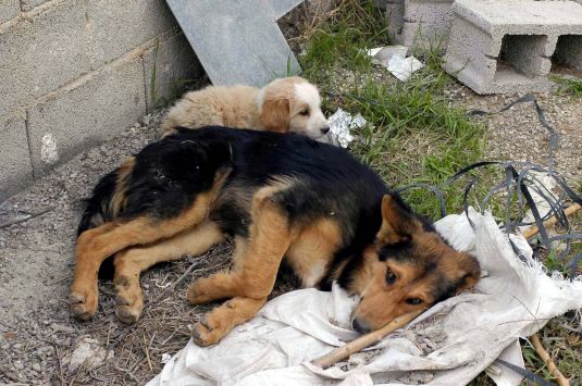 Τι κάνουν οι Δήμοι της Λάρνακας για τα νεκρά ζώα;