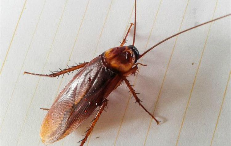 Βρέθηκε ζωντανή κατσαρίδα μέσα στο κρανίο 42χρονης – VIDEO