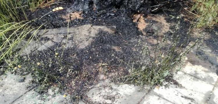 ΕΓΚΛΗΜΑ: Έκαψαν δέντρο 35 χρόνων για να διώξουν το μελίσσι – Χιλιάδες μέλισσες νεκρές από τους υπάλληλους του Δήμου Λάρνακας – ΦΩΤΟΓΡΑΦΙΕΣ