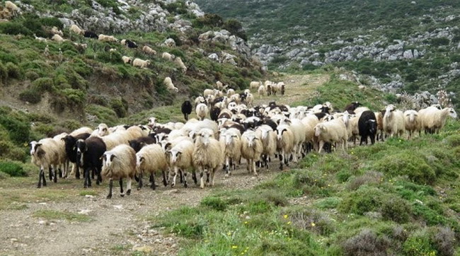 Νέες επιδοτήσεις για τους αιγοπροβατοτρόφους