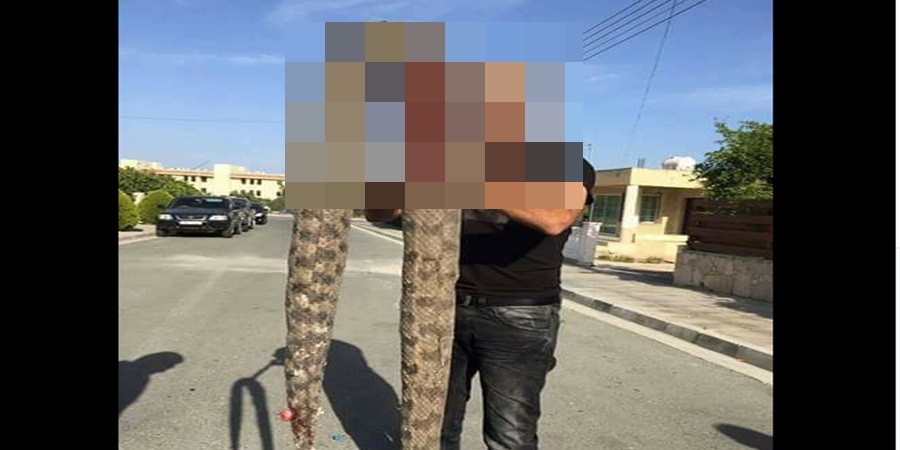 Βγήκαν σεργιάνι τα φίδια στην Κύπρο-Πού βρέθηκε αυτή η φίνα