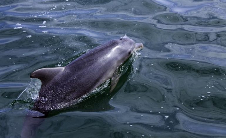 Από δελφίνια μέχρι φάλαινα φυσητήρας στις θάλασσες της Κύπρου