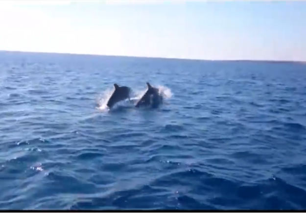 Δύο δελφίνια «κόβουν» βόλτες στον Πρωταρά