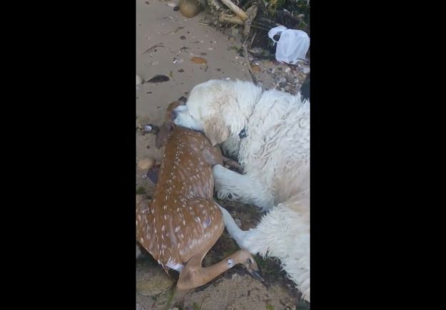 Σκύλος έσωσε ελαφάκι που πνιγόταν [βίντεο]