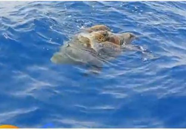 Βίντεο με χελώνες που ζευγαρώνουν στην Κύπρο