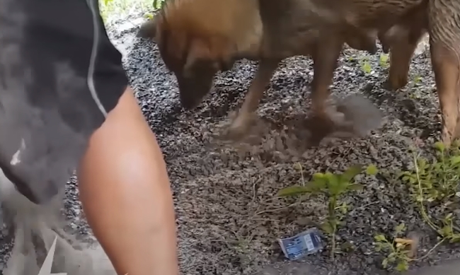 Αυτή η σκυλίτσα άρχισε να σκάβει με μανία μια τρύπα με νερό – Μόλις δείτε το λόγο θα χαμογελάσετε