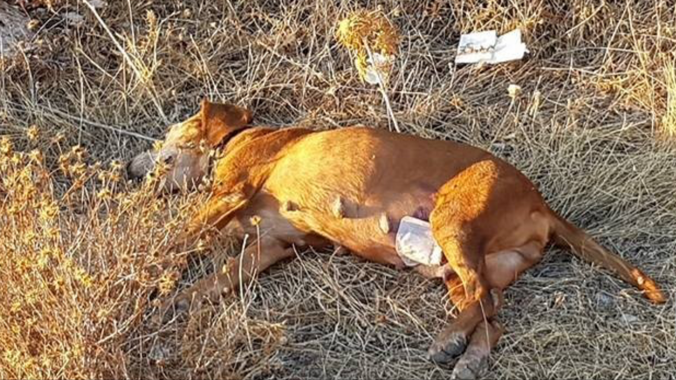 Μαζικές δηλητηριάσεις σκύλων στη Λάρνακα με δολώματα (pics)