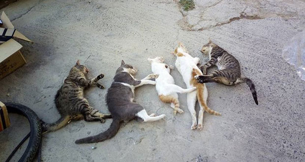 Κύπρος Προσοχή: «Δολοφόνος» ρίχνει δηλητήριο σε γατάκια – Σκυλάκι δίνει «μάχη» να κρατήθει στη ζωή