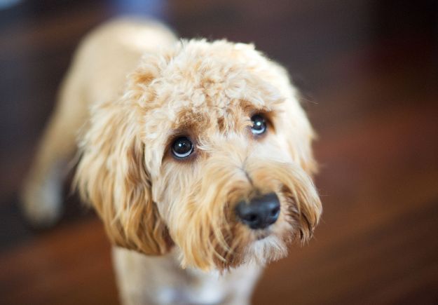 Τι θέλει να σου πει ο σκύλος σου όταν έχει λυπημένη έκφραση;