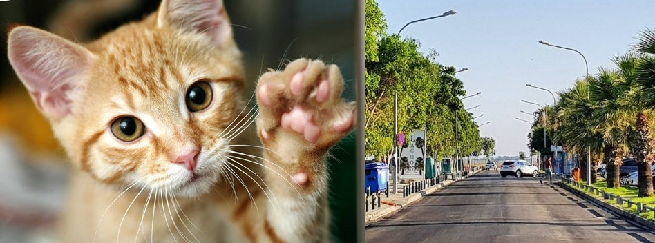 O Δήμος Λάρνακας δημιούργησε χώρο για τροφή και στέγαση των αδέσποτων γάτων στο Μακένζι