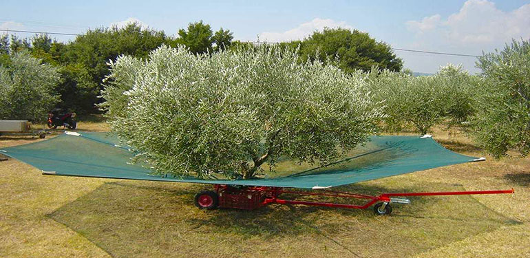 Η πατέντα για το μάζεμα των ελιών που περίμενε κάθε Έλληνας