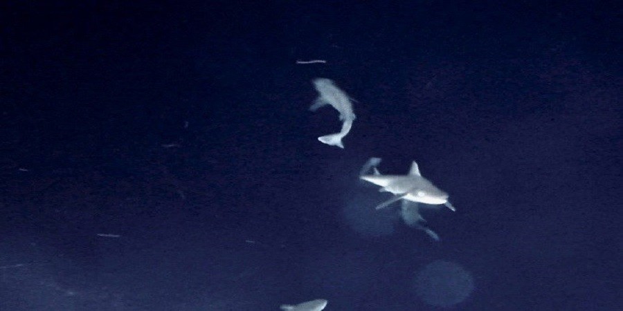 Καρχαρίες στη θαλάσσια περιοχή της Κύπρου- Φωτογραφίες