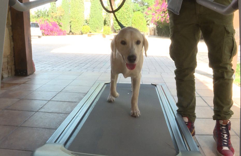Απίστευτο βίντεο! Σκύλος στην Λάρνακα κάνει… διάδρομο γυμναστικής!