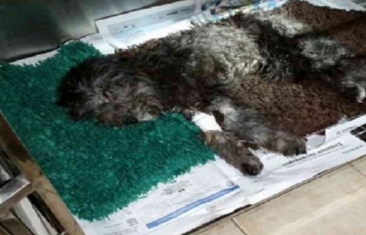 Ο «βρομόσιυλλος», οι σκατόψυχοι και οι ακόμη χειρότεροί τους