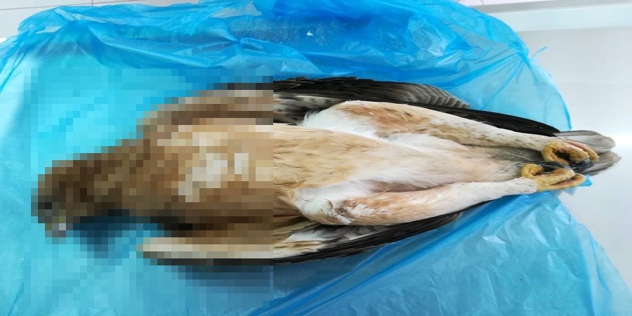 Δηλητηριάσεις άγριων πτηνών στη Λάρνακα –Δεκάδες πτηνά νεκρά