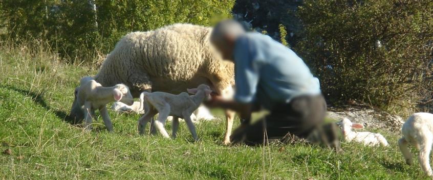 Απίστευτη φρίκη στη Λάρνακα – 61χρονος φέρεται να κακοποιούσε σεξουαλικά πρόβατα