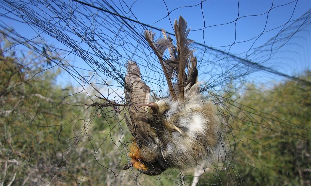 «Πόλεμος» κατά παγιδευτών αμπελοπουλιών