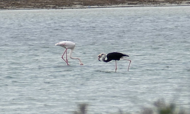 To Mαύρο Φλαμίνγκο επιστρέφει στο Ακρωτήρι Salt Lake