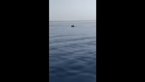 Εσύ είδες τα Δελφίνια στην Μαρίνα Λάρνακας; (video)