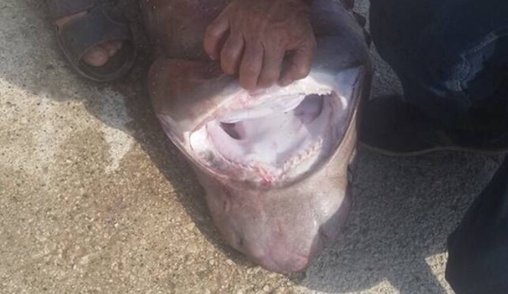 Εντοπίστηκε καρχαρίας στην Λάρνακα