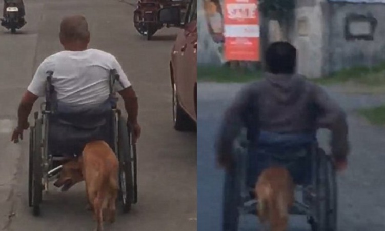 Πιστός σκύλος βοηθάει το αφεντικό του που είναι καθηλωμένο σε αναπηρικό αμαξίδιο (pics- video)