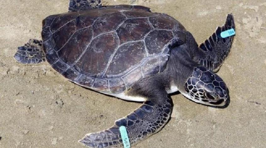 Ομάδα δυτών παρενόχλησε θαλάσσια χελώνα