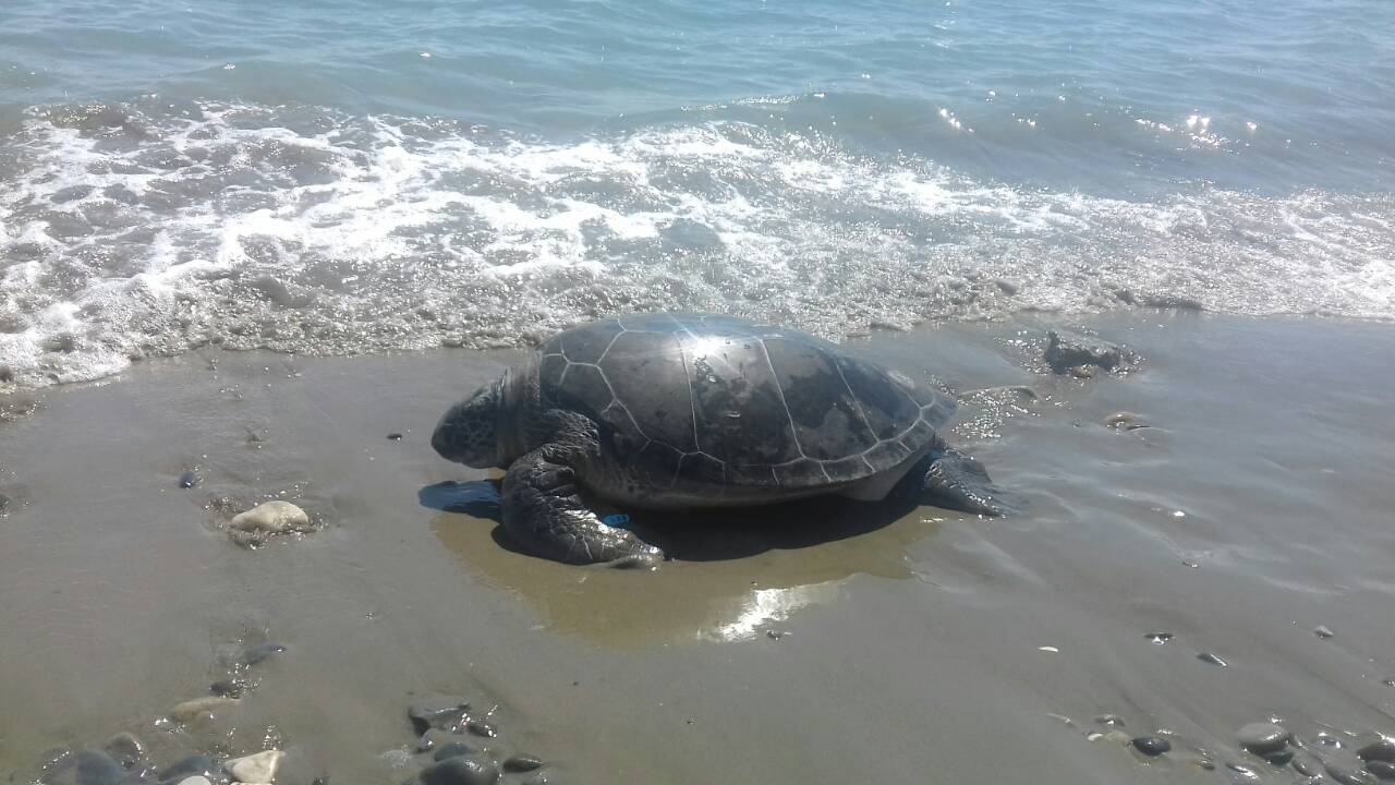 ΛΑΡΝΑΚΑ : Επέστρεψε στην θάλασσα η χελώνα “Ελευθερία”