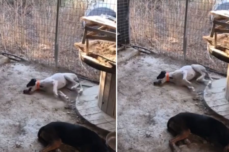 Λάρνακα – Σκληρές εικόνες: Σκύλος σπαρταράει μετά από φόλα