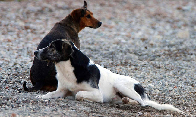 ΛΑΡΝΑΚΑ : Σπείρα διαρρηκτών «χτύπησε» κλέβοντας κυνηγετικά σκυλιά