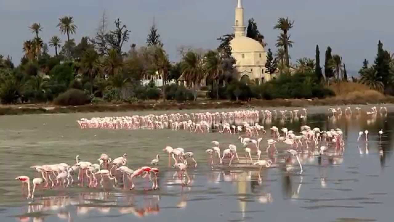 Eπέστρεψαν οι φτερωτοί επισκέπτες! Πανέμορφες εικόνες στην αλυκή Λάρνακας