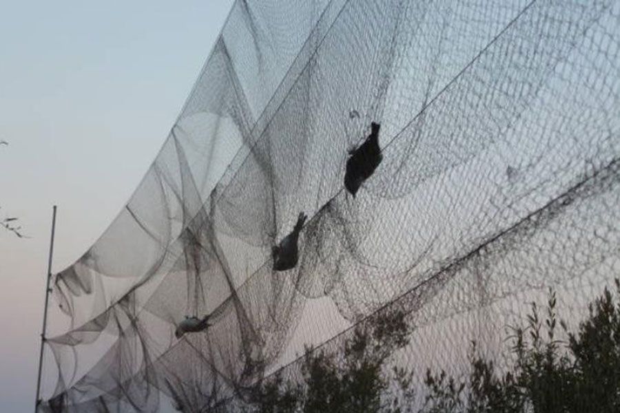 Εξι συλλήψεις στη Ξυλοφάγου για υποθέσεις παράνομης παγίδευσης πουλιών – Τους έκαψε μαρτυρία