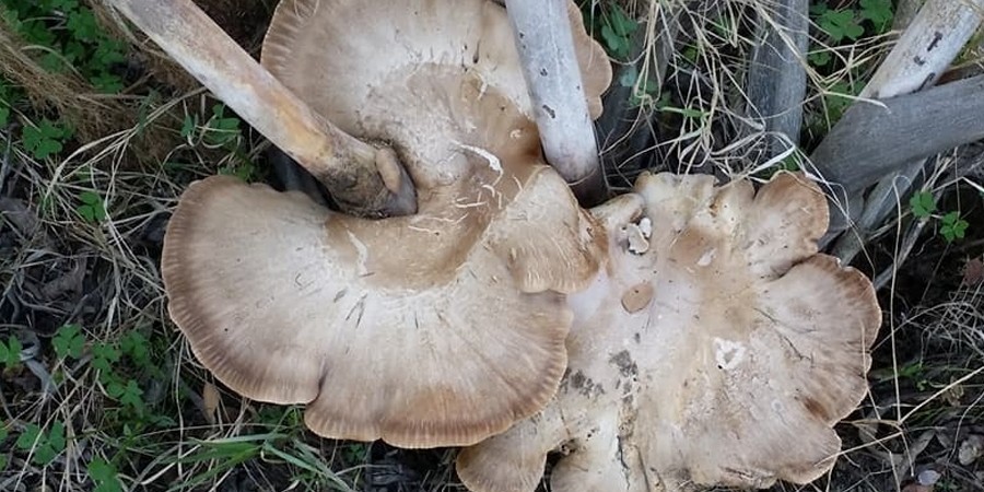 b_manitarimesa