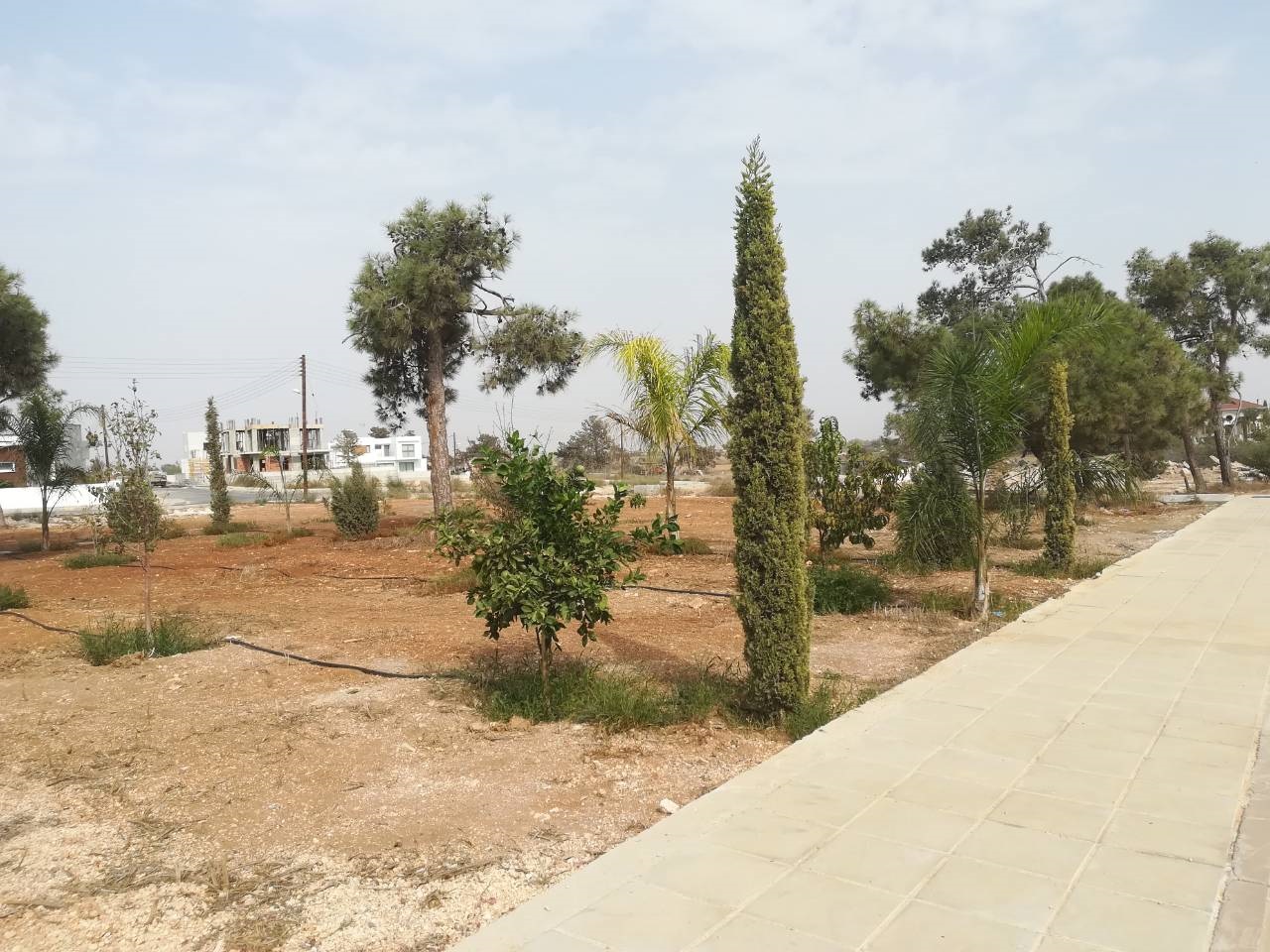 Διασώθηκε ένα πάρκο με δέντρα στην Άχνα
