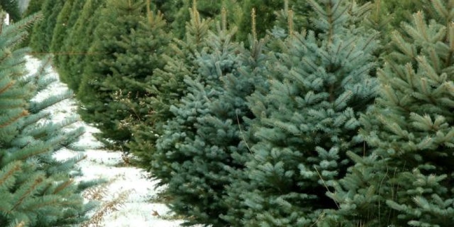 Τμήμα Δασών:Από πού μπορείτε να αγοράσετε χριστουγεννιάτικο δέντρο