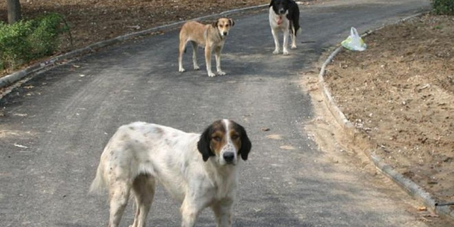 Τερσεφάνου: Έκλεψαν σκυλιά αξίας 15 χιλ. από χωράφι επιχειρηματία