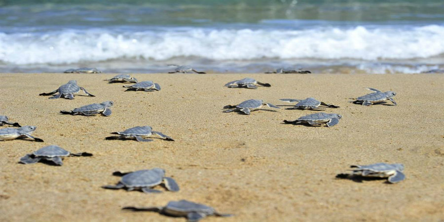 ΛΑΡΝΑΚΑ: Στρατιωτική άσκηση πάνω από φωλιές χελώνων