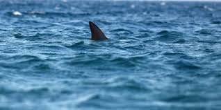 Καρχαρίας δύο μέτρων εντοπίστηκε στη Μεσόγειο (vid)